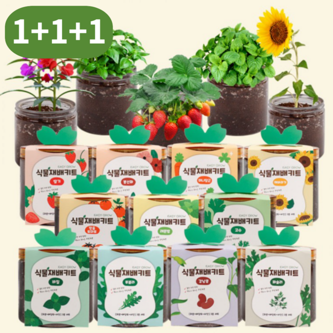 [1+1+1 특가] 식물재배키트 3종 세트 방울토마토 딸기 바질 루꼴라 허브 꽃 키우기 DIY 체험학습 [이지그로우], 10_해바라기 * 3ea