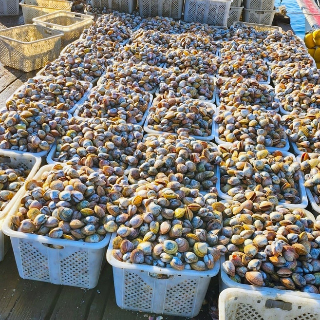 [당일조업발송] 여수 최상급 자연산 새조개 빙장포장, 1개, 200g