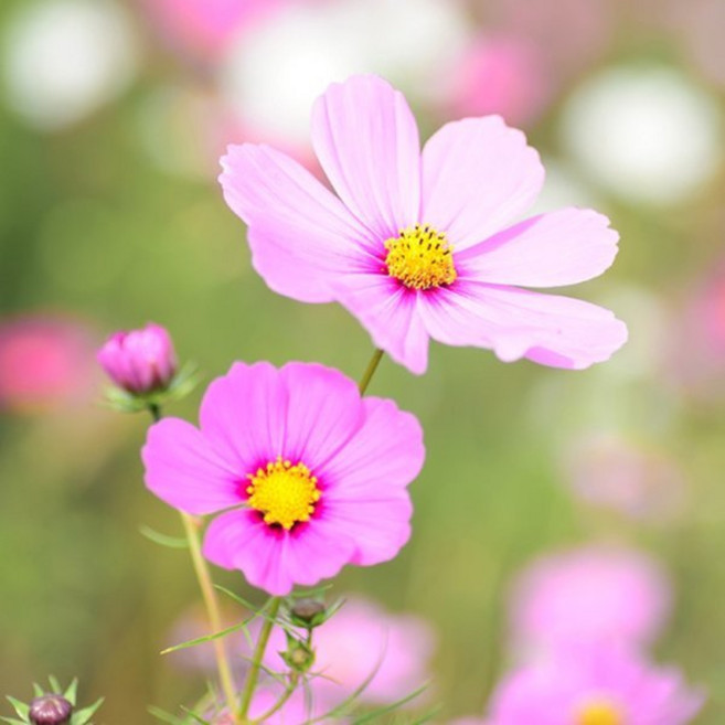 코스모스 500g 대용량 (약8만3천립), 1개