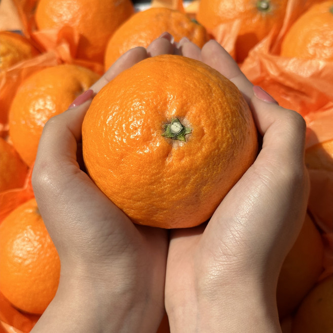 [제주] 카라향, 1박스, 가정용 5kg 30과전후