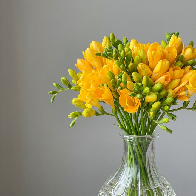 볼래bollae 프리지아 노란 봄향기 생화택배 꽃인테리어 꽃선물, 옐로우 20줄, 1개