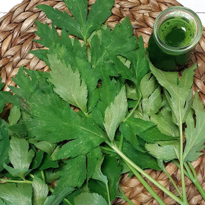 친환경 유기농 신선초 녹즙용, 신선초 3kg, 1개