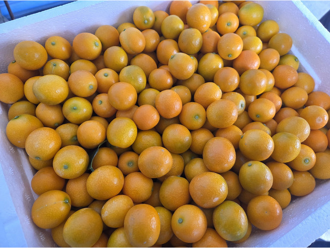 [당일새벽수확] 제주 금귤 낑깡 3kg 5kg 10kg 중과 특대과, 1박스, 특대과 10kg