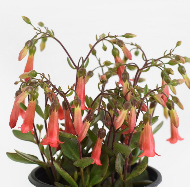 마이플랜트 엔젤 카랑코에 소형 야생화 꽃모종, 단일, 1개