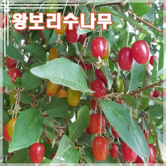 [현대조경농원]보리수나무 묘목 왕보리수 3년생 결실주, 1개, 분묘