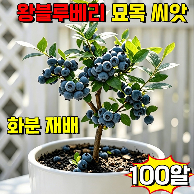 [대왕사이즈] 블루베리 묘목 씨앗 왕블루베리 묘목 재배 대왕 블루베리 모종 과일 씨앗 화분 블루베리 한국 재배 적합 달콤한 대왕 자가수정, 100개