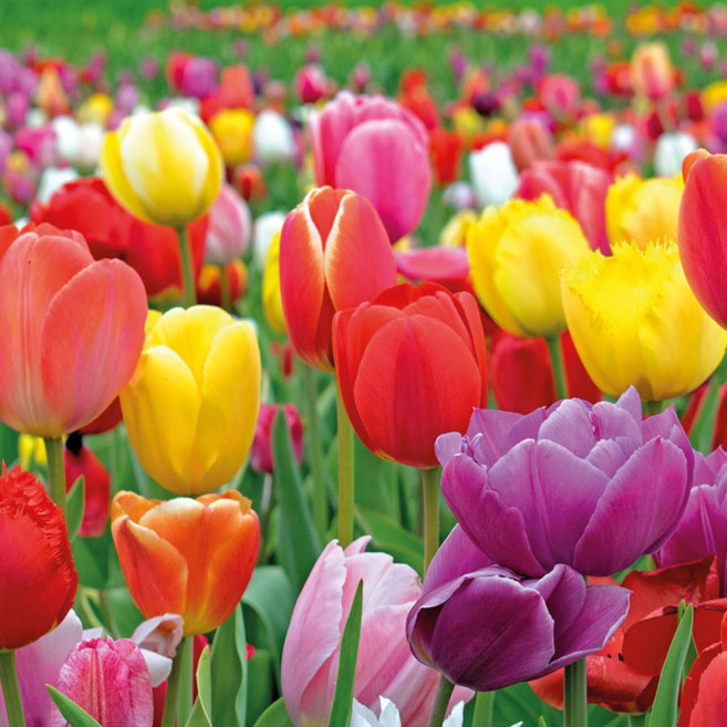 [큐가든] 튤립 구근 30개 트라이엄프다윈 혼합 세트 유럽 직수입 튜울립 봄꽃 추식