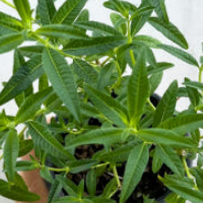 모종]레몬버베나 3치포트 세개셋트 GC107