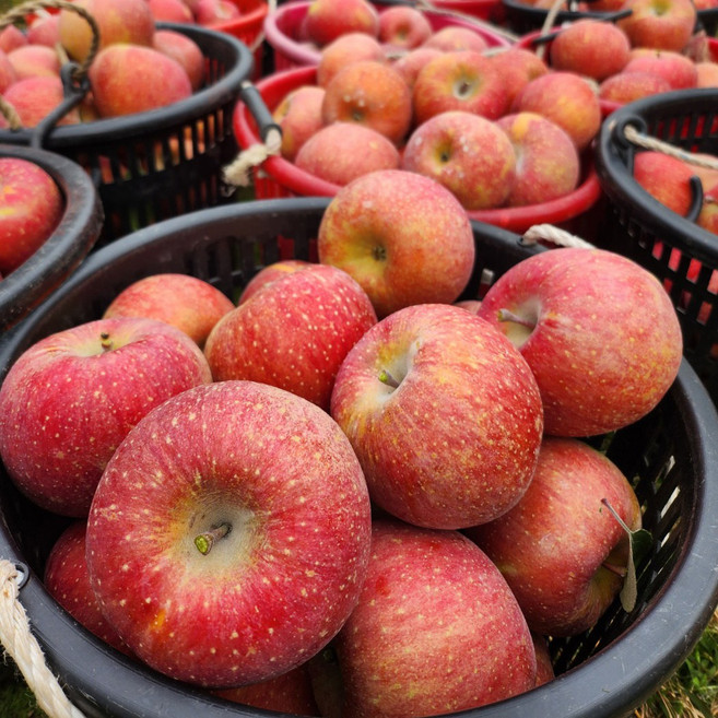 신선한아침농가] 건강한 빨간사과(가정용) 홍로 부사 우수품종, 1개, 2.5kg 중과(11-12개)