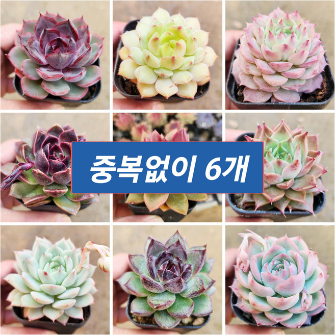고급다육, 2번- 희귀다육 6개 (중복없이), 1개