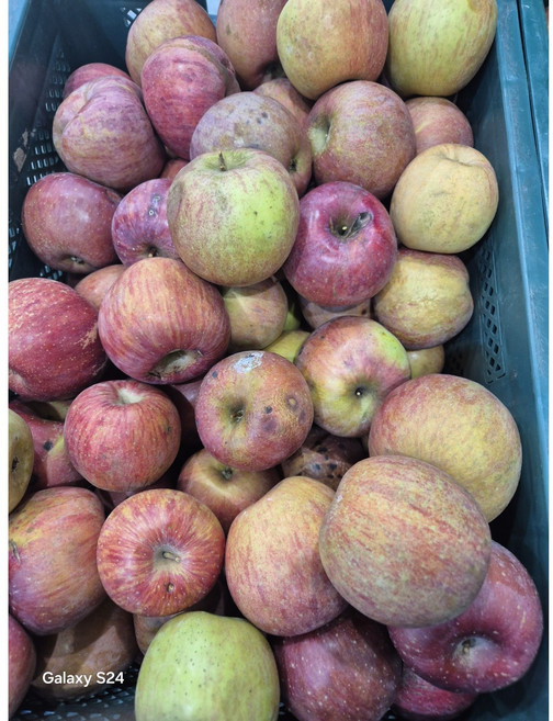 실속형 경북사과 못난이, 1개, 10kg 실속형부사  주스용(착즙용요리용 랜덤과)사과