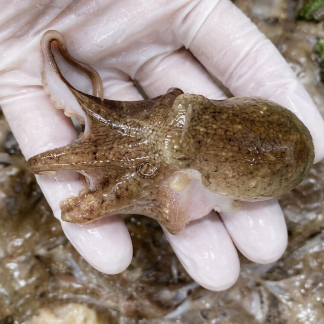 [4월초특가] 생물 알쭈꾸미 활 쭈꾸미 최고인기 제철음식, 1개, 1kg