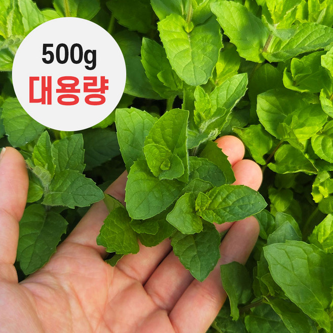 [산지직송]스피아민트500g 대용량 생민트 허브 spearmint 민트잎 모히또 hung lui 노지재배, 1개, 500g