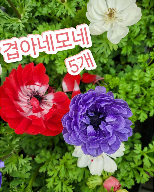 겹아네모네꽃 5개