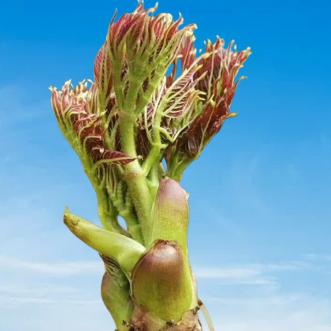 [100% 농장직송] 봄맞이 땅두릅 자연산 두릅, 1세트, 1kg