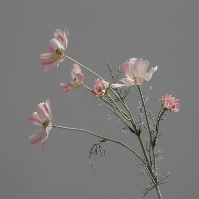 仿真波斯菊 仿真雛菊 拍照道具, 仿真波斯菊【淺粉】單支