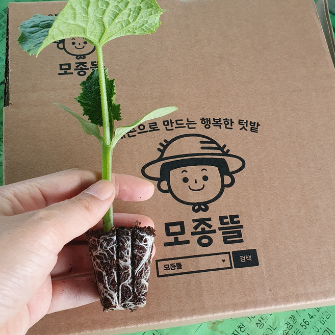 (모종뜰) 오이모종 10(개) 백다다기 봄채소 초보용 유기농 텃밭키우기 (구 모종파머스)