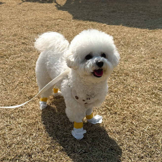 강아지 신발 반려견 퍼피 조끼 시니어 한복 분리불안 관절 양말 악세사리 계단 프론트 사슴고기 구명조끼 포우즈 상어 홈캠 영양제 17794EA, 단일제품
