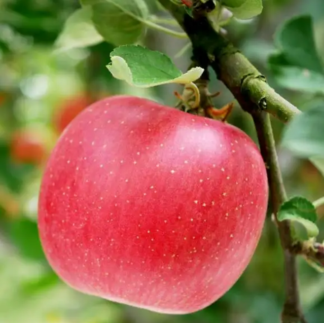 [초특가] 가성비1등 꿀사과 청송사과 부사사과, 1박스, 3kg