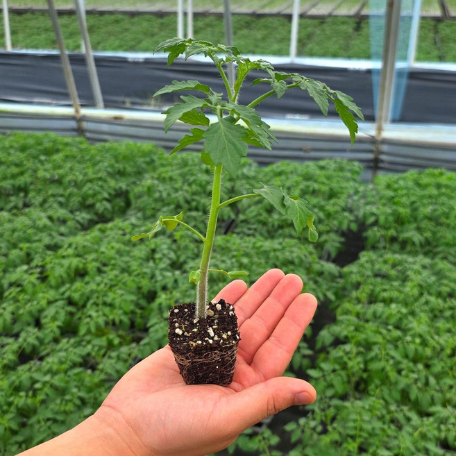 [오감] 대추 방울토마토 빨강 모종 채소 묘종, 2개