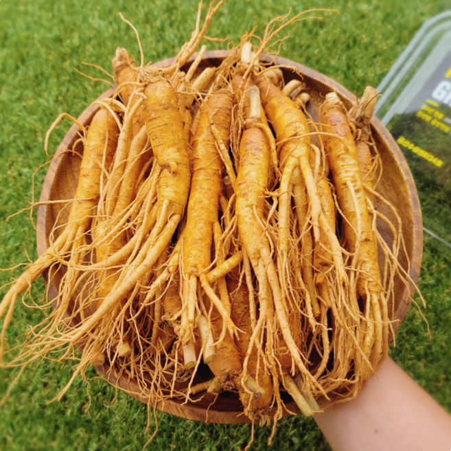 금산인삼 삼계탕 수삼 인삼물 꿀절임 강화 '대'삼계 세척삼, [세척안함] '대'삼계삼 15-25뿌리(500g), 1개