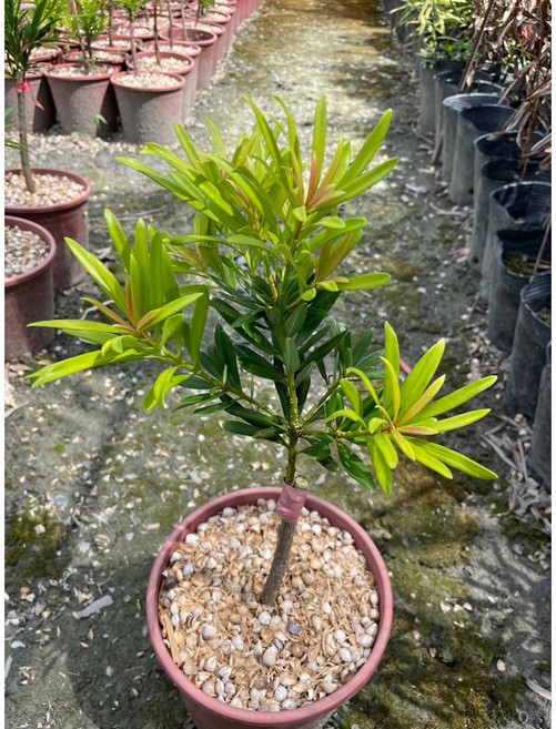 霏霏園藝 大紅袍羅漢松 四季紅 30-40公分 盆栽庭院植物