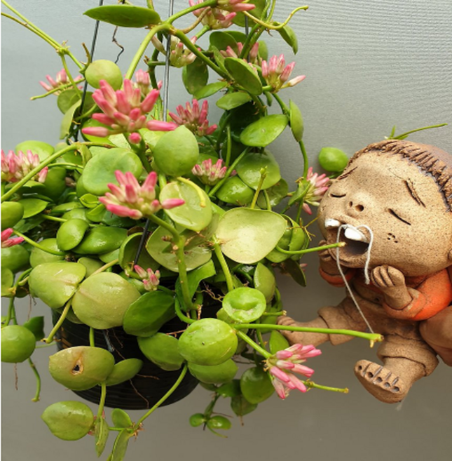 에덴농원 넘초크(수입식물) 꽃은피고지고해요, 1개