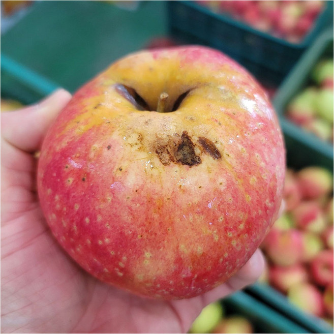 [초특가 사과] 경북 산지직송 가정용 주스용 못난이 사과, 10kg(중과), 1개