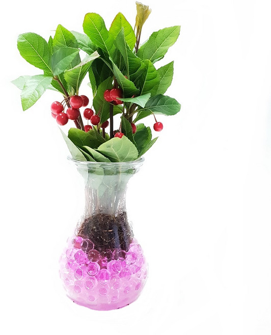 트리앤 젤리소일 1+1 푸딩병 개운죽 / 테이블야자 스킨답서스 아이비식물 워터비즈 답례품 공기정화식물 실내습도조절 유리병 칼라소일 칼라스톤 칼라자갈 색돌 수경식물, 10-5. 라인병 젤리 천냥금(핑크) 1개