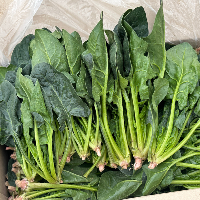 대아프레시 야채 아저씨네 국내산 신선한 잎채소 나물 시금치 300g 500g 1kg 2kg 4kg, 1박스