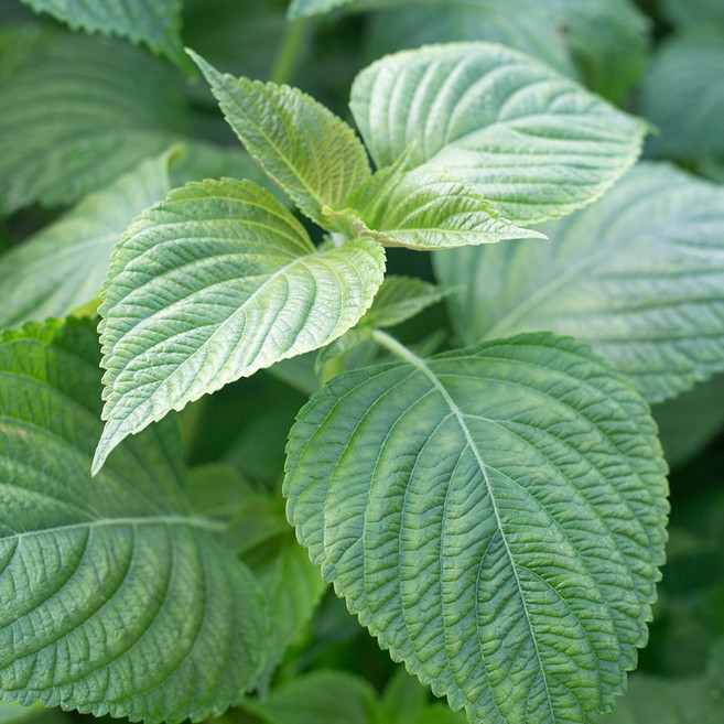 [올즈마켓]가락시장 당일경매 쌈채소 국내산 햇 깻잎 1kg, 1개