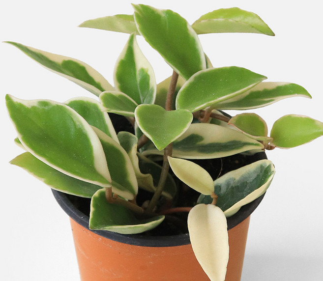 마이플랜트 호야 소형 관엽식물 공기정화식물, 2개, 단일, 2개