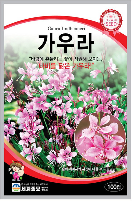 가우라 씨앗 100립 꽃씨앗 세계종묘 모칸도, 1개