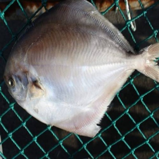 국내산 반건조 제수용 병어 대병어 1미 400g내외 말린생선, 1개