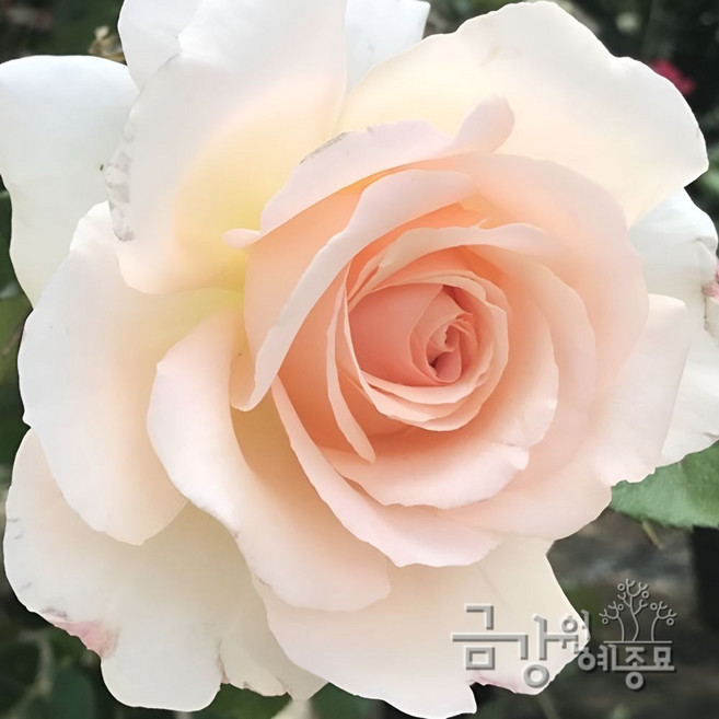 DG1 찬도스뷰티 사계덩굴장미 줄장미묘목 '깊게 남는 고급스러운 향' 금강원예, 포트묘 H1.0~H1.2
