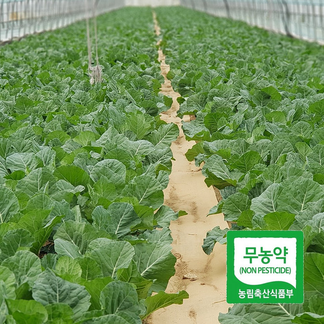 무농약 케일 녹즙용 주스용, 1kg, 1개