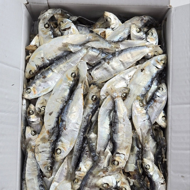 [바다찬미] S급 디포리 밴댕이 9~11cm 육수용 국물용 멸치, 1.5kg, 1박스