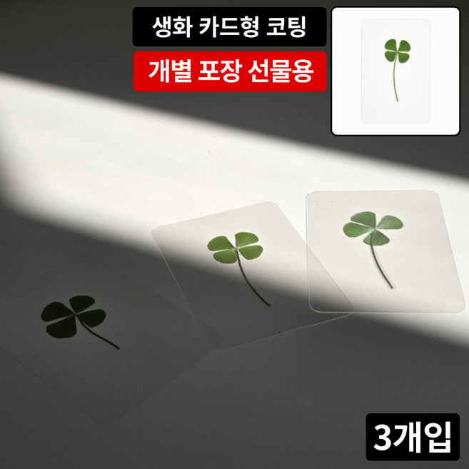 케이비지리테일 에버그린 네잎클로버 생화 코팅 카드 선물용 행운 응원 합격 기원, 3개, 투명색 카드