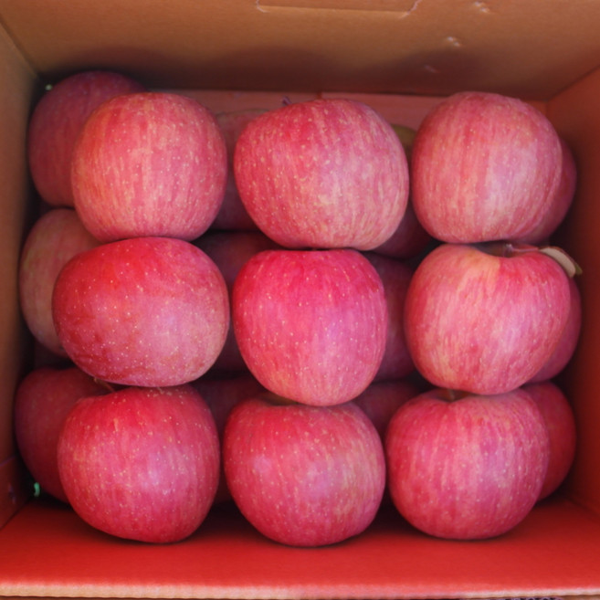 [삼부자네] 얼음꿀 부사사과 선물용(정품), 1개, 5kg 대과 (정품)