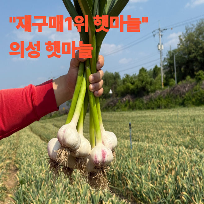 재구매1위 의성 햇마늘 프리미엄 특품, 1박스, 10kg