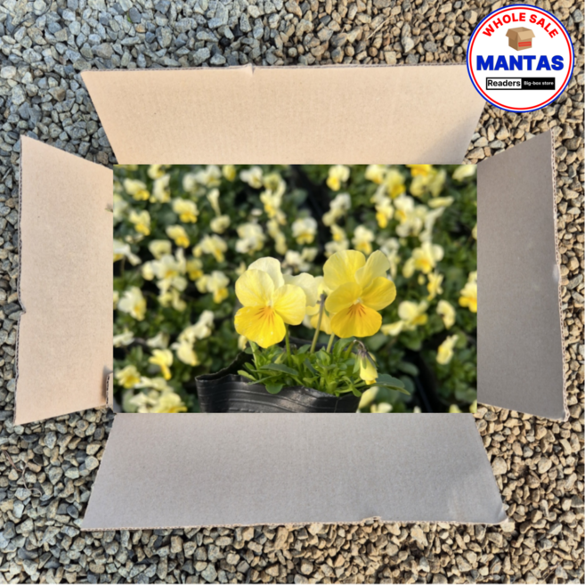 비올라 흰색연한노랑색혼합 15개세트 비올라꽃모종 오래피는꽃, 1개