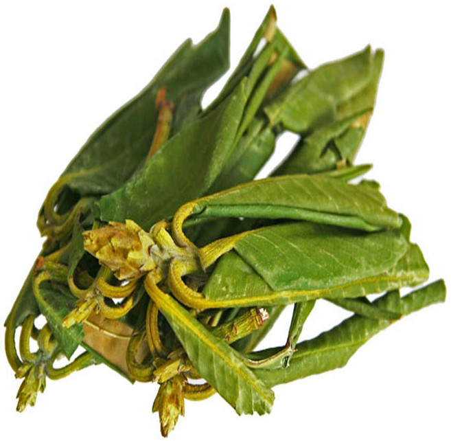 지리산한방식품 야생 만병초 지리산 특품 건조100g/동의보감촌 지리산약초 전문, 4개, 100g