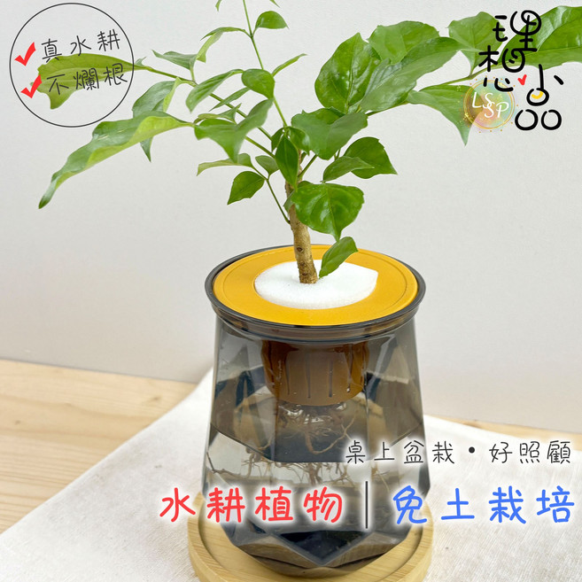 進財樹 水耕盆栽 塑膠鑽石瓶 無土種植, 進財樹+塑膠鑽石盆-透黑色, 1個