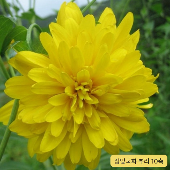 G가든 텃밭 특용작물 모종 세트, G가든_겹꽃삼잎국화 3년생 10촉