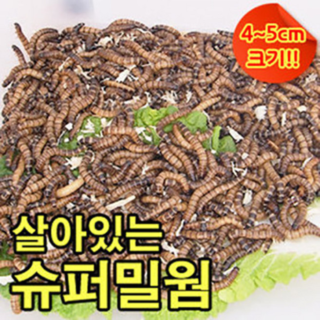 살아있는 슈퍼밀웜(안전포장), 50g, 1개, 2-3cm, 510마리, 톱밥