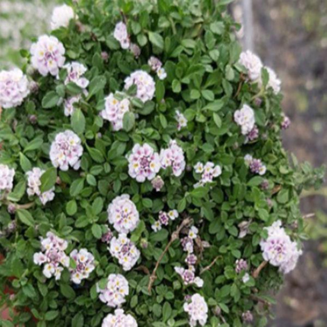 어린모종-쿠라피아 6cm 한판(40포트) GS007