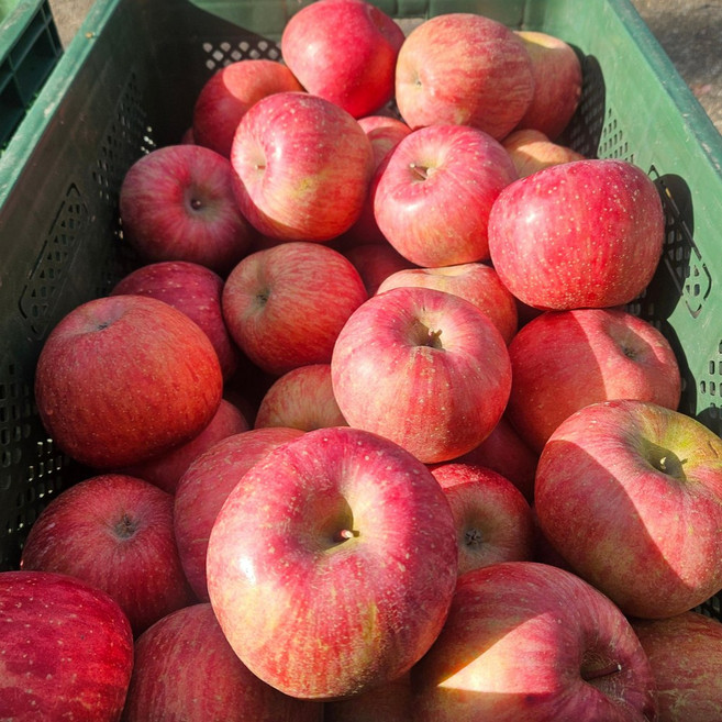 [특품] 금메달농수산 경북 정품 부사사과, 1개, 중소과3kg