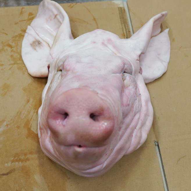 국내산 돼지머리 1마리 통머리 [ 고사용X ] (냉장) pig head 꿀맛컴퍼니, 1kg, 1개