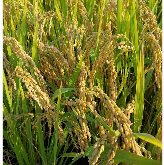 [품안농장] 백진주 햅쌀 10kg 단일품종, 1개, 보통등급