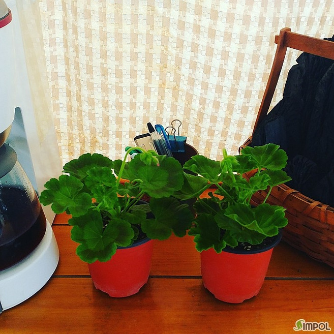 제라늄 5개세트(10cm칼라포트)핀토제라늄 5개, 5개